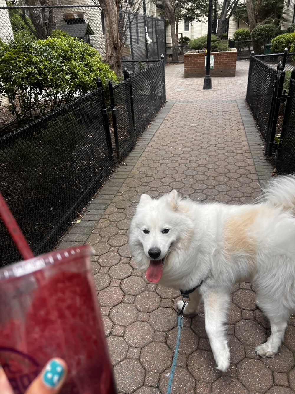 My dog Kuma